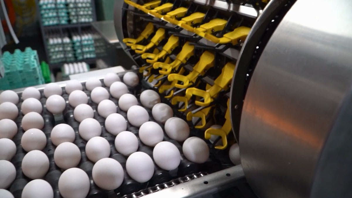 Produção de ovos no Brasil mira crescimento nas exportações